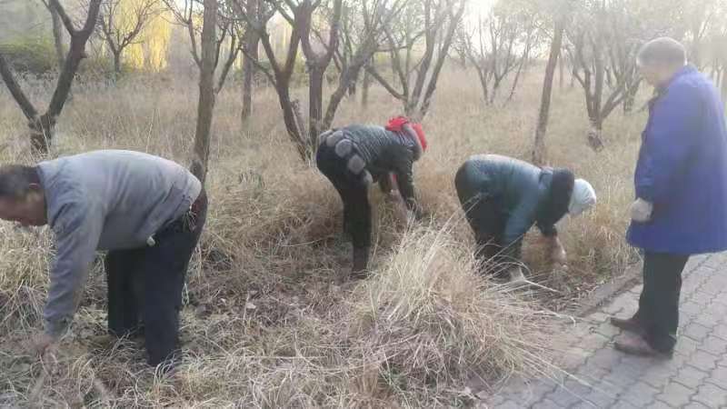 洛浦公园对园区草本植物进行修剪、浇水