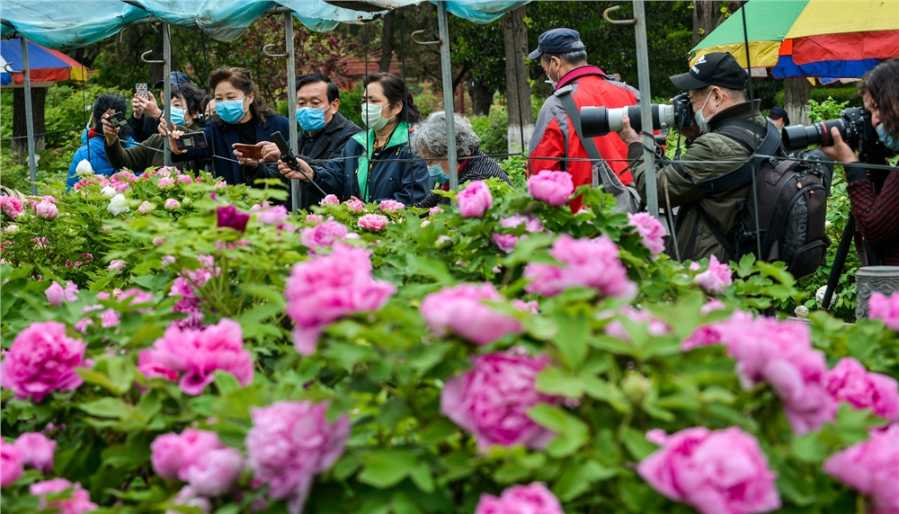 大棚牡丹连片开 沉香楼畔花如海